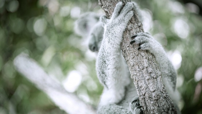 коала ствол дерево