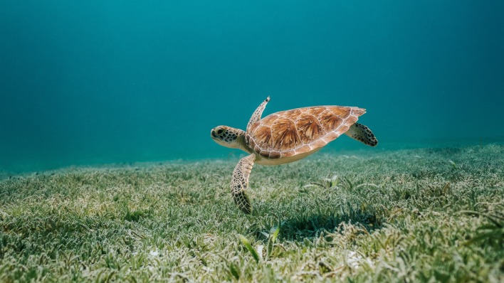 черепаха океан под водой на дне