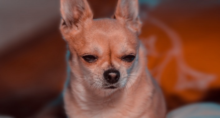 взгляд собака боке чихуахуа