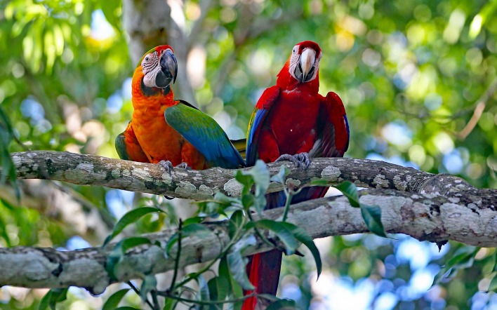 попугаи ветка ара