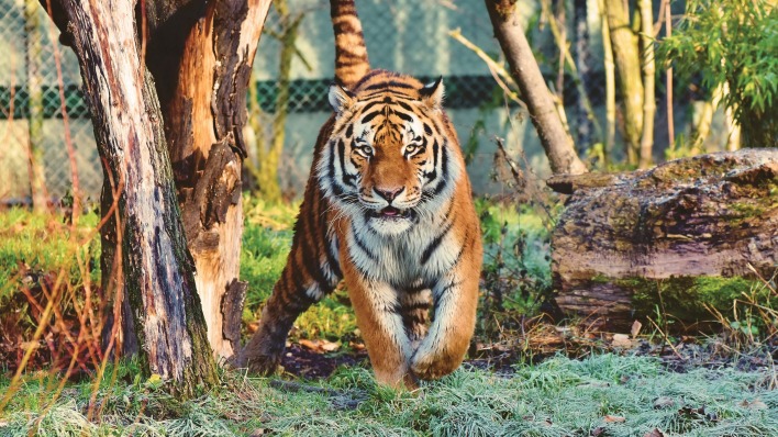 тигр зоопарк хищник зверь полосатый