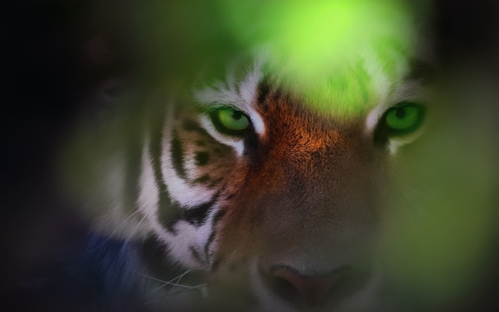 тигр взгляд морда глаза