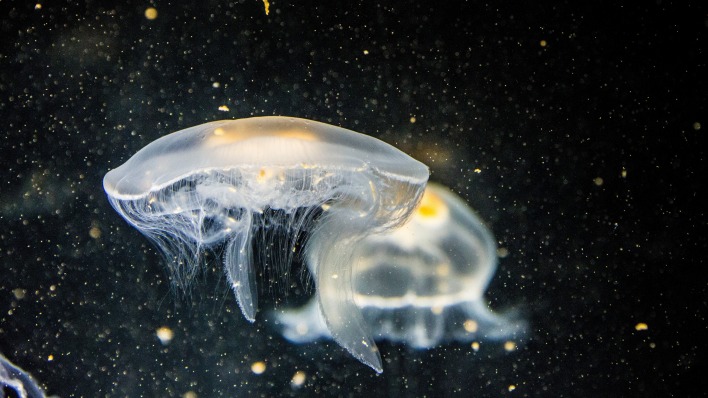 медуза глубина частицы темнота