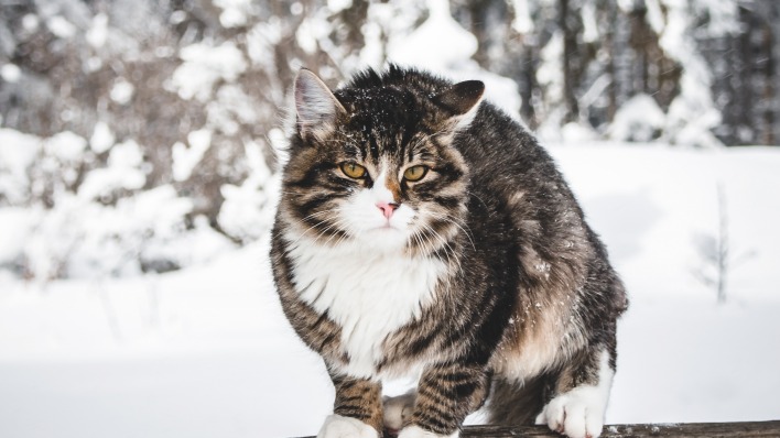 кот снег пушистый зима