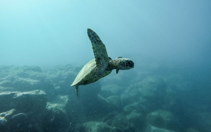 морская черепаха глубина под водой