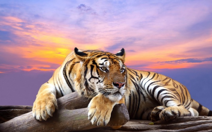 красивый полосатый тигр лежит на сухом дереве на фоне красивого неба