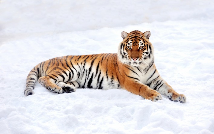 тигр снег лежит