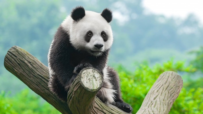 панда дерево бревно