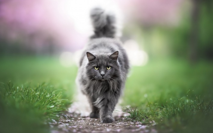 кот нибелунг серый дымчатый пушистый