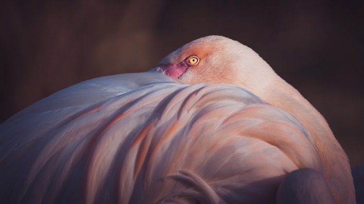 фламинго птица розовый перья