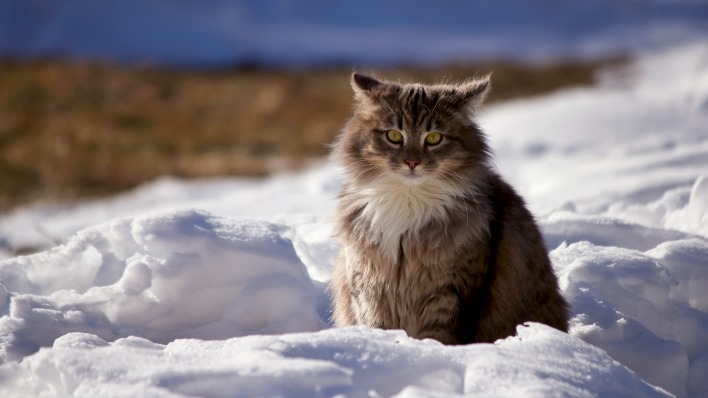 кот пушистый снег