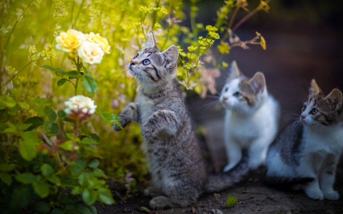 котята цветок трава кошки