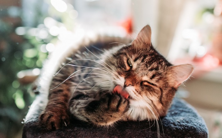 кот язык лапа лежит пушистый