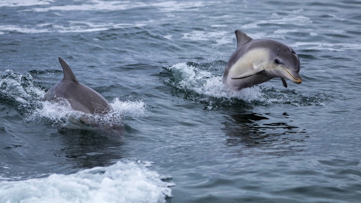 дельфины море плеск