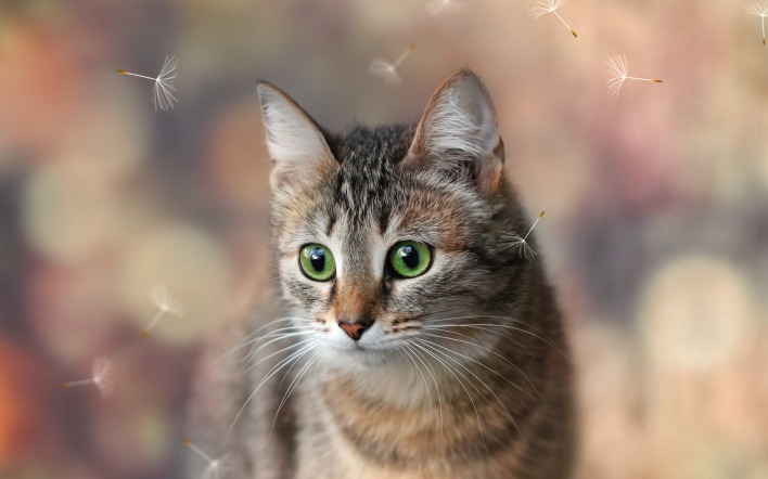 кот зеленые глаза тополиный пух