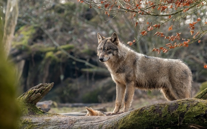 волк хищник лес бревно