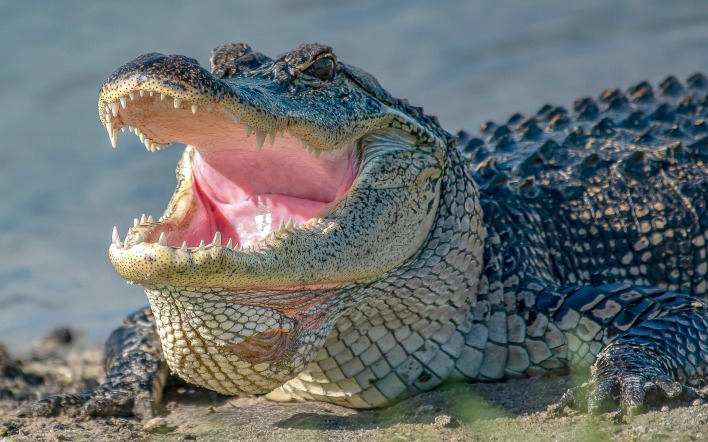 крокодил пасть макро