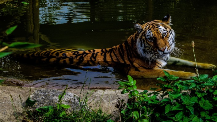 тигр болото водоем хищник
