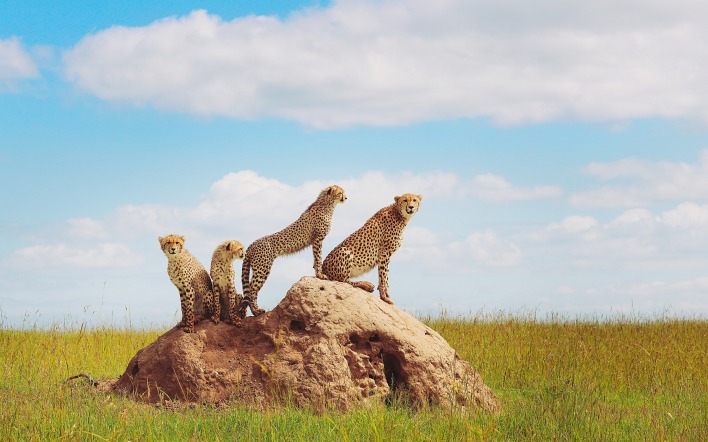 гепард семейство на камне степь трава