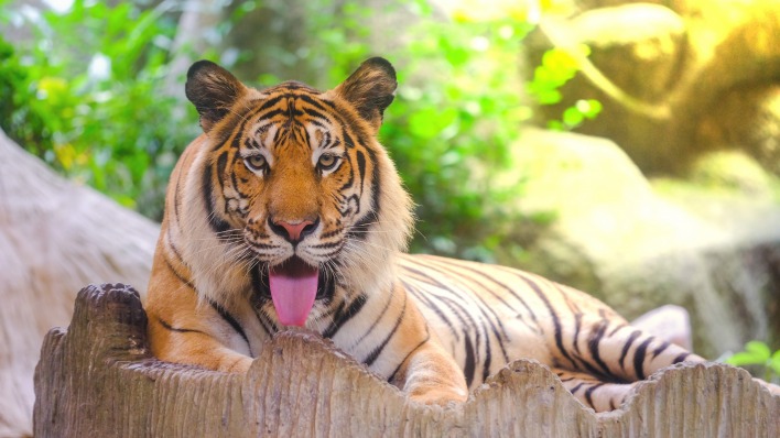 тигр лежит хищник язык пасть