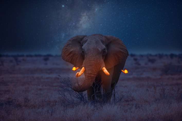 слон фентези ночь природа космос лето саванна
