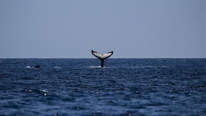 кит океан горизонт