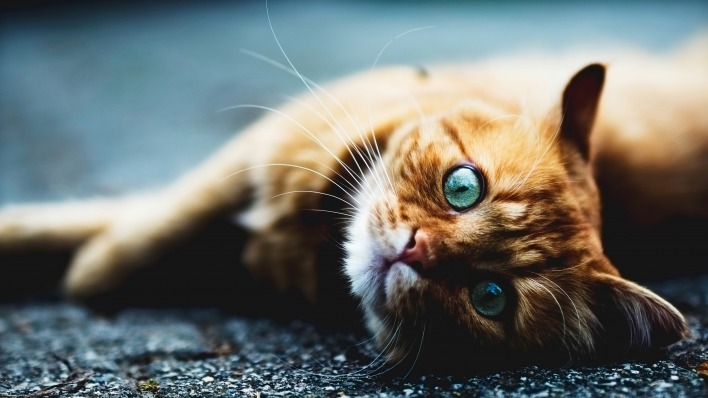 кошка глаза асфальт