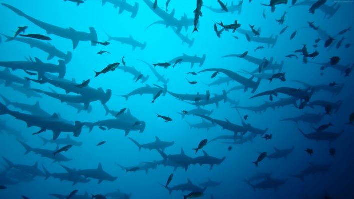 акулы стая под водой