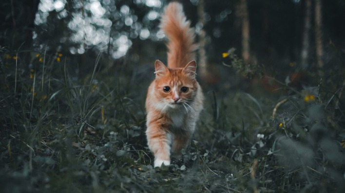 кошка в лесу хвост