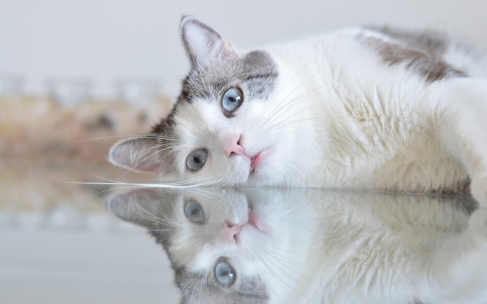 кошка лежит отражение