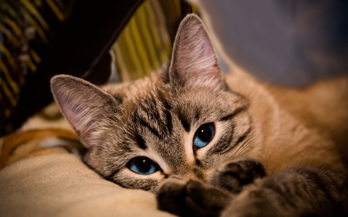 кошка голубоглазая лежит на диване