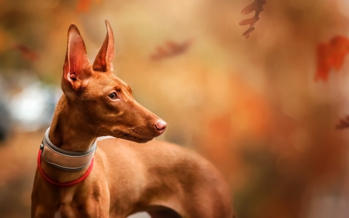 собака крупный план рыжая осень