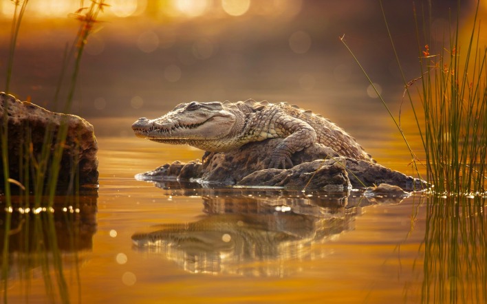 крокодил болото камень хищник рептилия