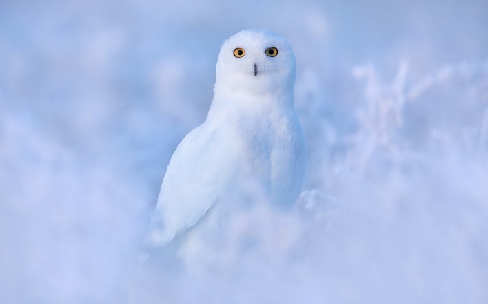 сова белая зима
