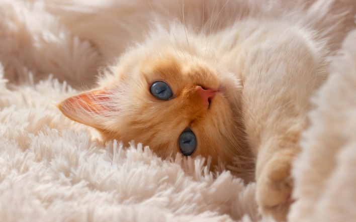 котенок рыжий на ковре