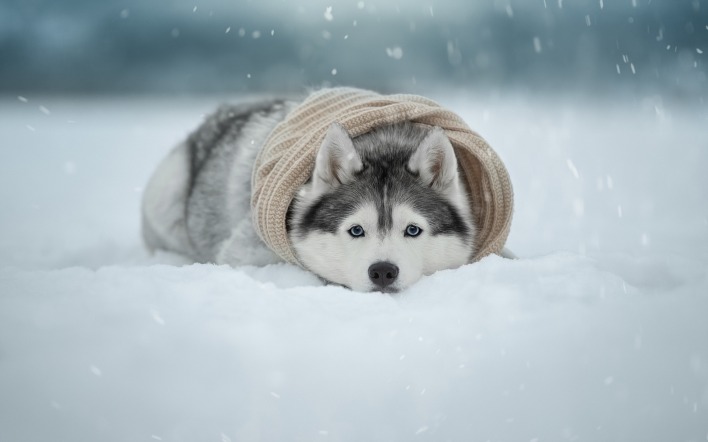 собака хаски снег лежит