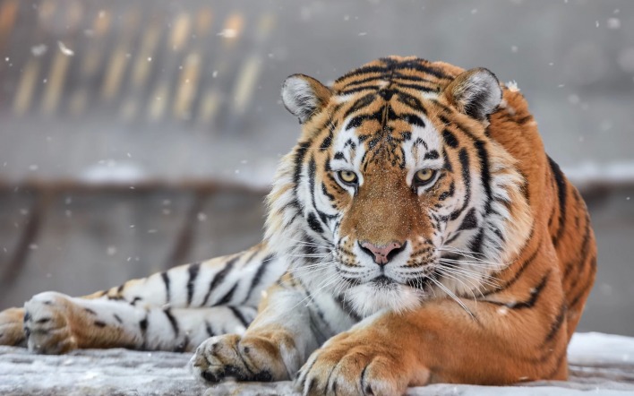 тигр морда лежит хищник