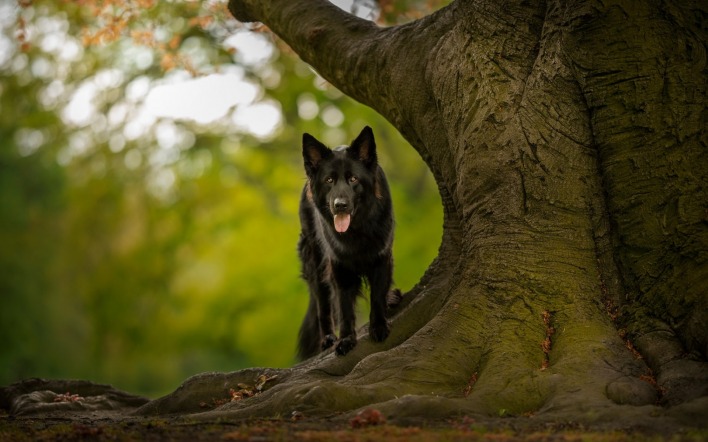 собака черный пес дерево
