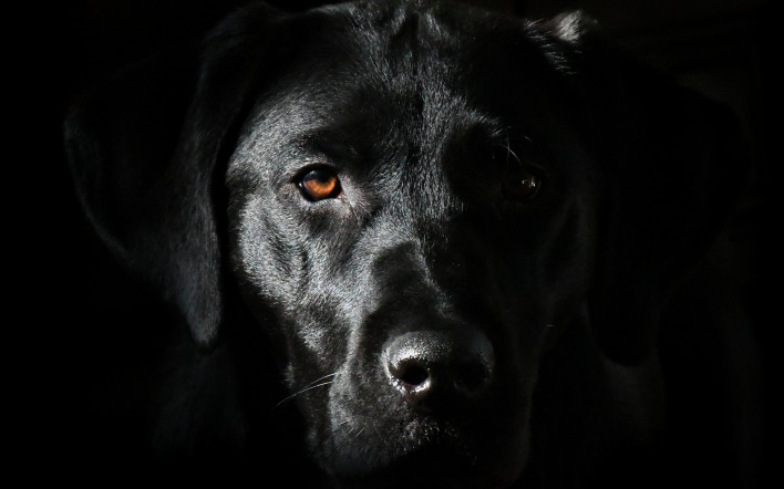 собака черный пес лабрадор
