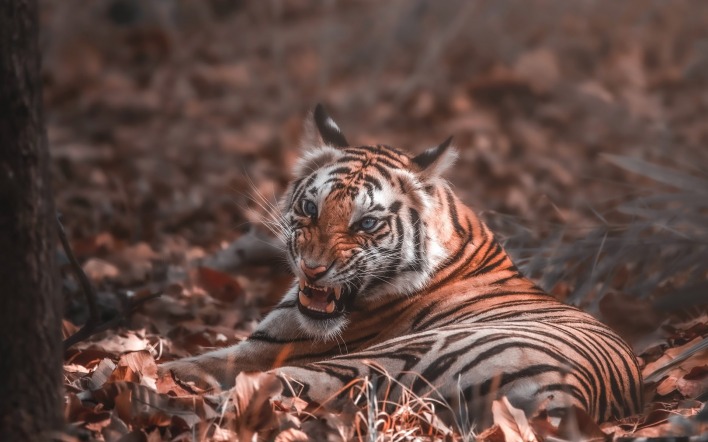 тигр хищник лежит оскал