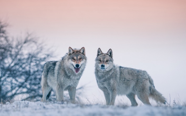 волки пара хищник
