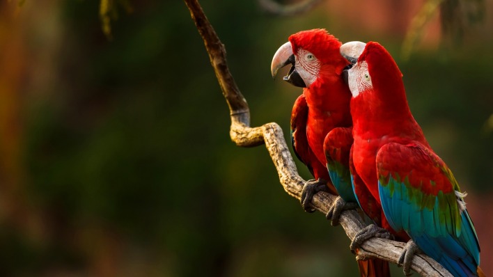 попугаи ара ветка красные