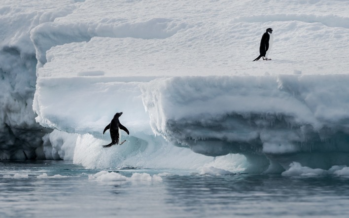 пингвины антарктида снег