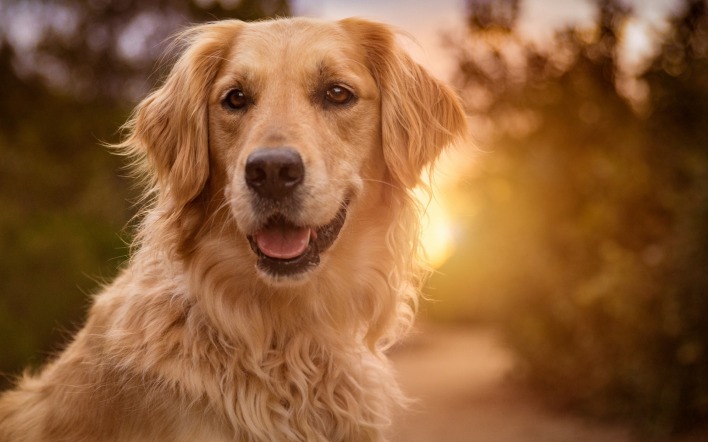 золотистый ретривер собака солнце