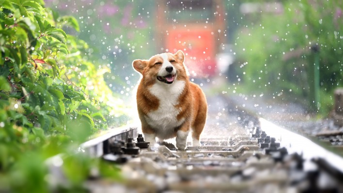 собака дождь железная дорога рельсы