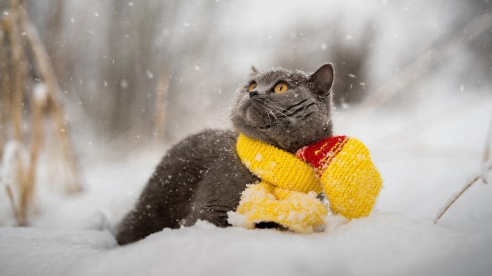 кот снег зима шарф