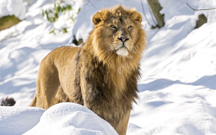 лев зима снег царь зверей