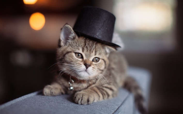 котенок шляпка мордочка