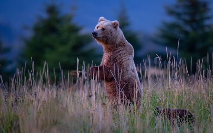медведь медвежонок в траве вечер