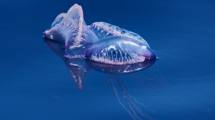 медуза море под водой